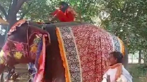 यूपी: हथिनी पर प्राणायाम करते समय नीचे गिरे बाबा रामदेव