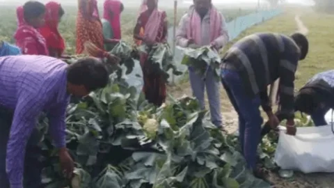 बिहार:समस्तीपुर में  एक रुपये किलो गोभी बिकने पर फसल को रौंदने लगा था किसान, दिल्ली के बिजनसमैन ने दिये 10 गुना दाम