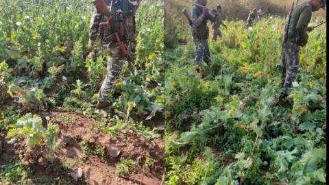 झारखंड: खूंटी में कई एकड़ में लगी अफीम की खेती को पुलिस ने किया नष्ट, अफीम के साथ तीन तस्कर अरेस्ट