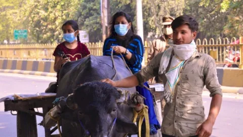 यूपी: भैंसा-बुग्गी चलाते दिखीं मुजफ्फरनगर की डीएम सेल्वा कुमारी, ट्वीट कर कहा-आज डेढ़ साल पुरानी इच्छा पूरी हुई