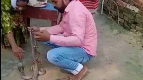 सारण: बहन से नाग को राखी बंधवा रहा था भाई, नागिन ने डंस लिया, मौत