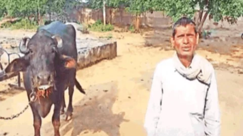 मध्य प्रदेश: किसान भैंस लेकर पहुंचा पुलिस स्टेशन, बोला- दूध दुहने नहीं देती, साहब मदद कि जाए