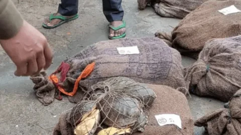 बिहार: भागलपुर व कटिहार में 1083 कछुआ बरामद. पांच महिला सहित आठ तस्कर अरेस्ट