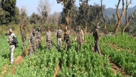 खुंटी: पुलिस ने 37 एकड़ में लगी अफीम की फसल को किया नष्ट, तीन अरेस्ट