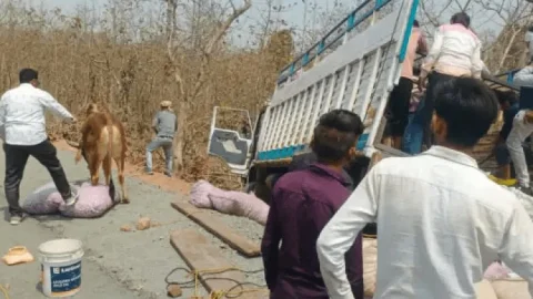 मध्य प्रदेश: लहसुन-प्याज के बीच छिपाकर ले जा रहे थे गोवंश, खंडवा में ट्रक पलटा तो हुआ तस्करी का खुलासा