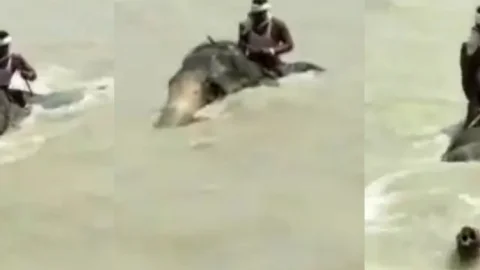 बिहार: महावत को बचाने के लिए गंगा में एक किमी तैरता रहा हाथी, तेज लहरों से लड़ते गजराज का वीडियो वायरल