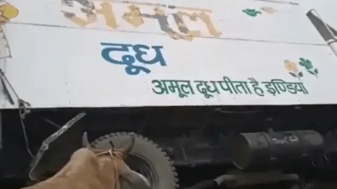 पश्चिम बंगाल : 'अमूल मिल्क' की गाड़ी से हो रही गौ तस्करी, पलटी तो निकला गायों का झुंड 
