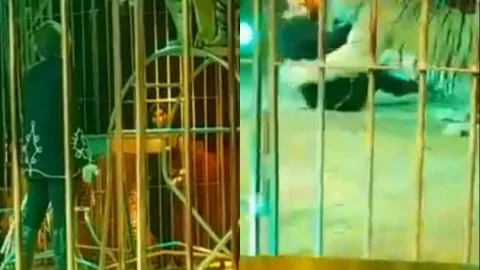 इटली: सर्कस में टाइगर ने ट्रेनर पर किया अचानक हमला, मचा हड़कंप (देखें VIDEO)
