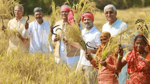 Chhattisgarh : राहुल गांधी बने किसान, अचानक खेत में पहुंचे, गमछा बांधा और शुरू कर दी धान कटाई