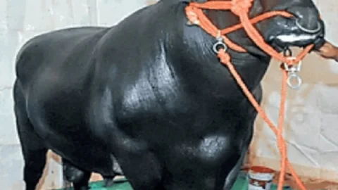 Bihar : मुर्रा नस्ल के भैंसा की कीमत 10 करोड़ रुपये, बिहार डेरी एंड कैटल एक्स्पो में बना आकर्षण का केंद्र