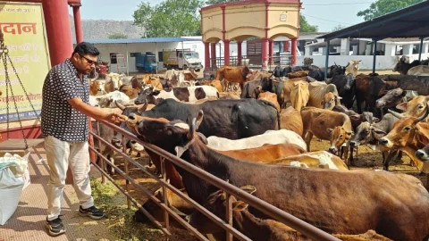 Dhanbad: झरिया में मारवाड़ी युवा मंच ने किया गौ सेवा एवं तुला दान का पावन आयोजन