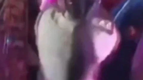 पुलिस वर्दी में डांडिया नाइट में भोजपुरी गाने पर डांस का VIDEO वायरल, राजगंज थानेदार अलीशा कुमारी लाइन क्लोज